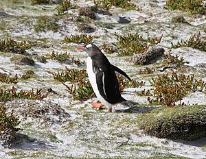 Pygoscelis papua -East Falkland-8d