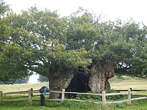 Queen Elizabeth oak, Cowdray Park, near Lodsworth - geograph.org.uk - 970020.jpg