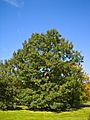Quercus velutina 001