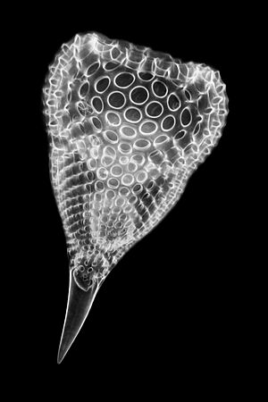 Radiolarian - Podocyrtis ampla (29391267424)