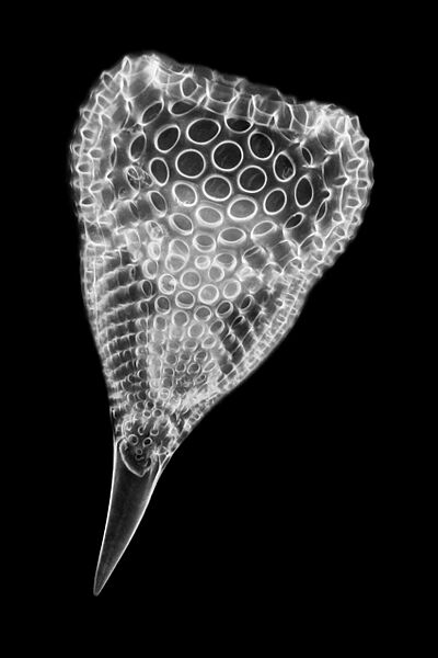 Radiolarian - Podocyrtis ampla (29391267424)