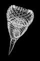 Radiolarian - Podocyrtis ampla (29391267424)