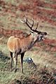 Red deer buck bugling - DPLA - 0ab4b00e8105541b78f2cf0ae1e91c72