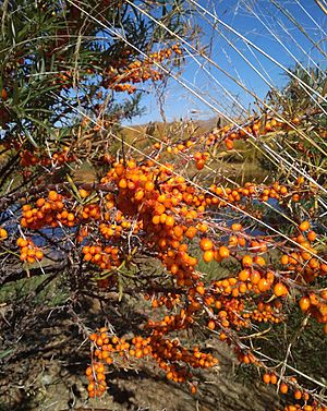 Ripe berries of sea-buckthorn. Selenginsky district, Buryatia, Russia