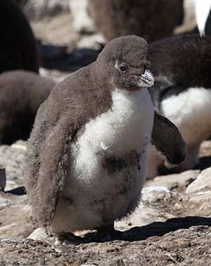 Rockhopper Penguin Chick (5582542129)
