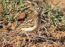Sabota lark, Calendulauda sabota, at Mapungubwe National Park, Limpopo, South Africa (18126532598)