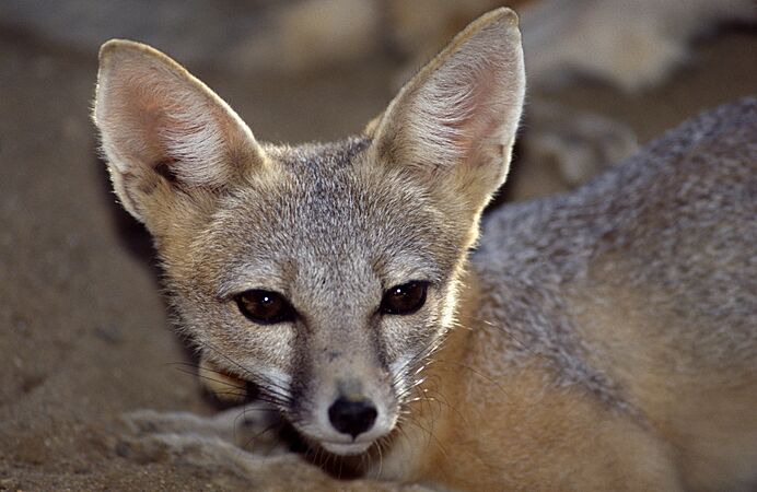 San Joaquin Kit fox B-40-13 08 20 1993