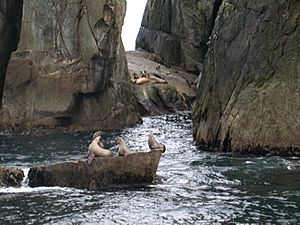 Sea Lions at the Chiswell Islands National Wildlife Refuge