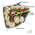 Secondary-pulmonary-lobule-illustration