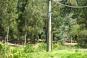Siamang wpz 06