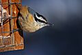 Sitta canadensis CT3