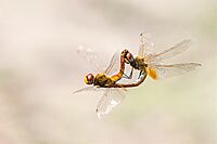 Skimmer (Dragonfly) mating in air
