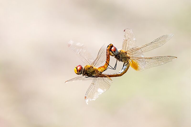 Skimmer (Dragonfly) mating in air