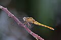 Skimmer (Orthetrum azureum) female