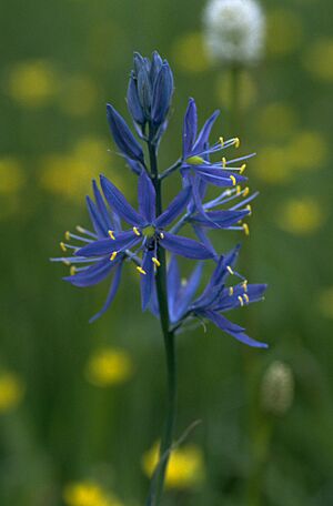 Small camas flower, Big Summit Prairie, Oregon
