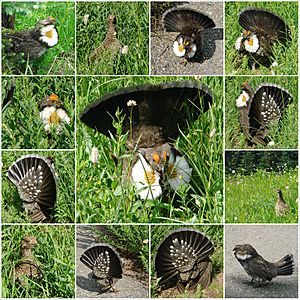 Sooty Grouse Mosaic