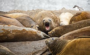 SouthShetland-2016-Livingston Island (Hannah Point)–Southern elephant seal (Mirounga leonina) 01