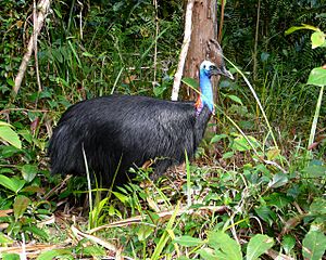 Southern Cassowary in rainforest
