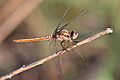 Southern skimmer (Orthetrum brunneum) female Bulgaria