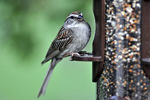 Sparrow at Feeder Portrait