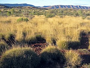 Spinifex Savanna Central Australia