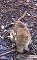 Spotted-tail Quoll Queen-Park