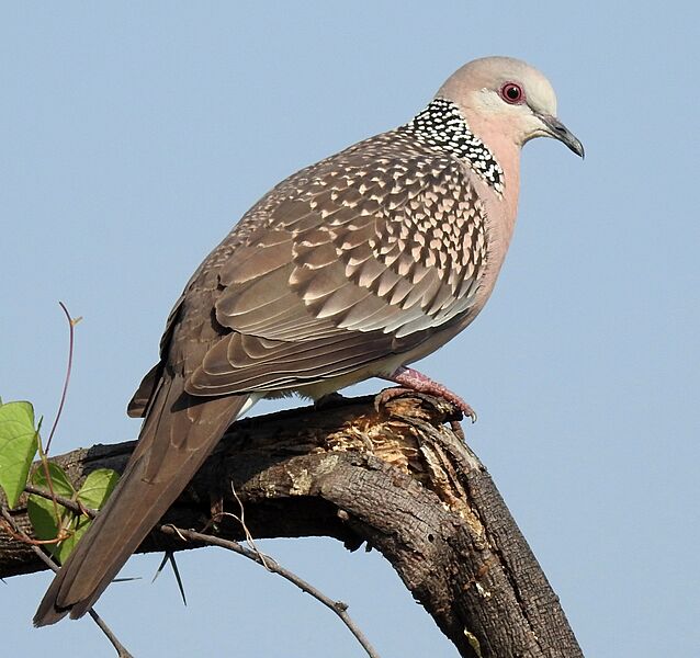 Spotted Dove Spilopelia chinensis by Dr. Raju Kasambe DSCN 2435 (4), crop