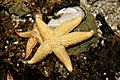 Starfish melb aquarium