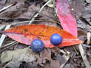 Starr-030807-0059-Elaeocarpus angustifolius-leaves and fruit-Keanae Arboretum-Maui (24638900505).jpg