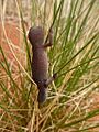 Strophurus elderi Jewelled gecko