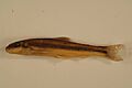 Suckermouth minnow