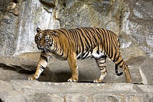 Sumatran tiger in the Tierpark Berlin