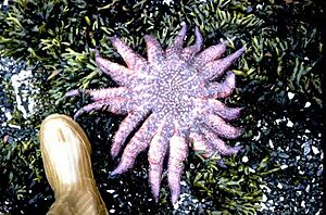 Sunflower sea star