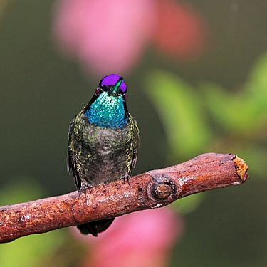 Talamanca hummingbird (Eugenes spectabilis) male 2