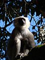 Tarai Grey Langur
