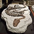 Tenontosaurus specimen