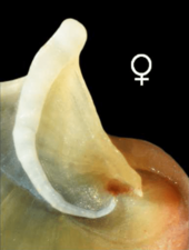 Theodoxus fluviatilis operculum female