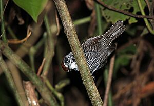 Thryothorus semibadius (Riverside Wren) (10657396044) (2)