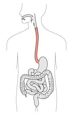 Tractus intestinalis esophagus.svg