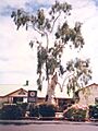 Tree of knowledge 1
