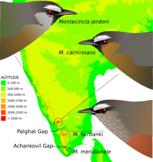 TrochalopteronCachinnansMap.svg