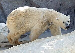 Ursus maritimus in Ueno Zoo