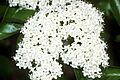 Viburnum prunifolium USDA2