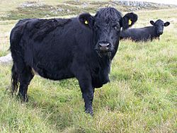 Welsh Black Cattle Aberdare Blog