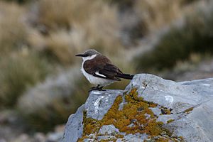 White-bellied Cinclodes (Cinclodes palliatus).jpg