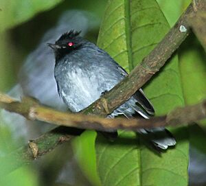 White-tailedCrested-Flycatcher