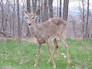 White-tailed deer, Heath Ohio