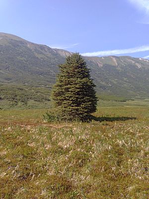 White Spruce from Turnagain Pass, Alaska.jpg