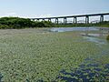 Whitefish Pond and Sault International Bridge 2