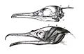 Xiphoid phalacrocorax
